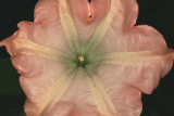 Brugmansia suaveolens 'Pink Beauty' RCP 6-08 172.jpg